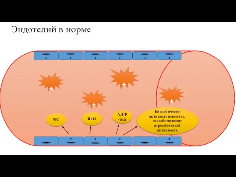 Эндотелий в норме + + + + + NO АДФ-аза ПгI2 Биологически