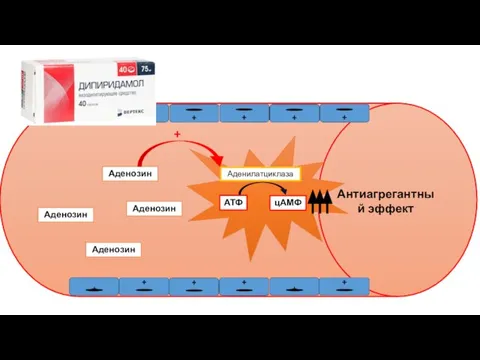 + + Аденозин Аденозин Аденозин Аденозин Аденилатциклаза АТФ цАМФ + Антиагрегантный эффект