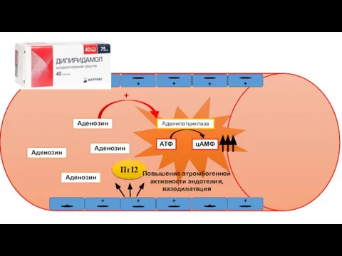 + + Аденозин Аденозин Аденозин Аденозин Аденилатциклаза АТФ цАМФ + ПгI2 Повышение атромбогенной активности эндотелия, вазодилатация