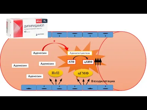 + + Аденозин Аденозин Аденозин Аденозин Аденилатциклаза АТФ цАМФ + ПгI2 цГМФ Вазодилатация
