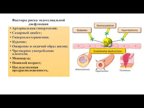 Факторы риска эндотелиальной дисфункции Артериальная гипертензия; Сахарный диабет; Гиперхолестеринемия; Курение; Ожирение и
