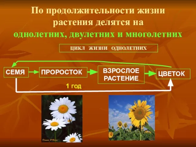 По продолжительности жизни растения делятся на однолетних, двулетних и многолетних ЦИКЛ ЖИЗНИ