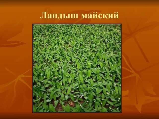 Ландыш майский