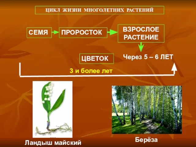 ЦИКЛ ЖИЗНИ МНОГОЛЕТНИХ РАСТЕНИЙ СЕМЯ ПРОРОСТОК ВЗРОСЛОЕ РАСТЕНИЕ ЦВЕТОК Через 5 –