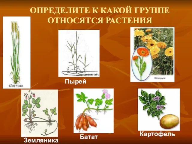 ОПРЕДЕЛИТЕ К КАКОЙ ГРУППЕ ОТНОСЯТСЯ РАСТЕНИЯ