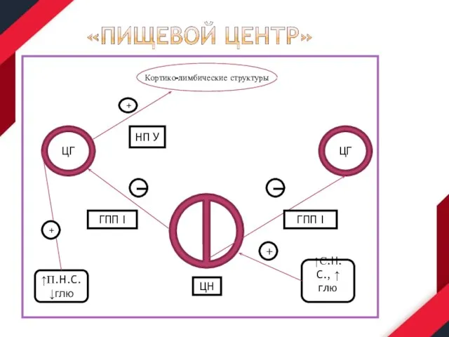 ЦГ ЦГ Кортико-лимбические структуры НП У + ГПП I ГПП I ЦН