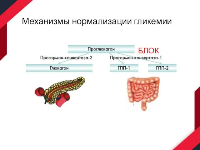 Механизмы нормализации гликемии БЛОК