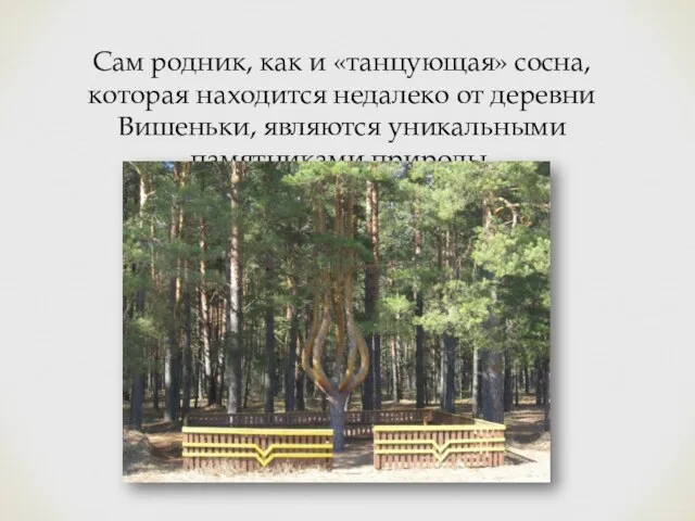 Сам родник, как и «танцующая» сосна, которая находится недалеко от деревни Вишеньки, являются уникальными памятниками природы.