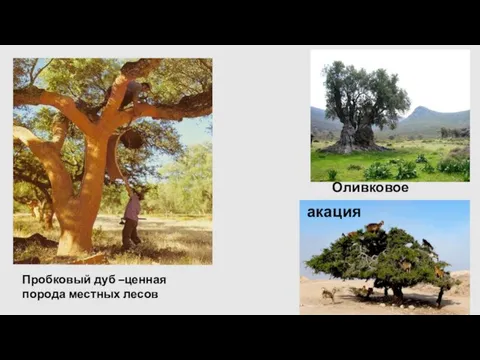 Пробковый дуб –ценная порода местных лесов Оливковое дерево акация