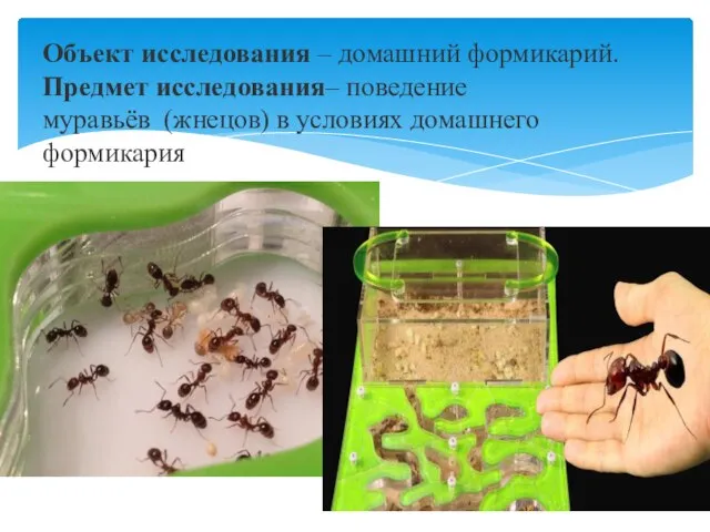 Объект исследования – домашний формикарий. Предмет исследования– поведение муравьёв (жнецов) в условиях домашнего формикария