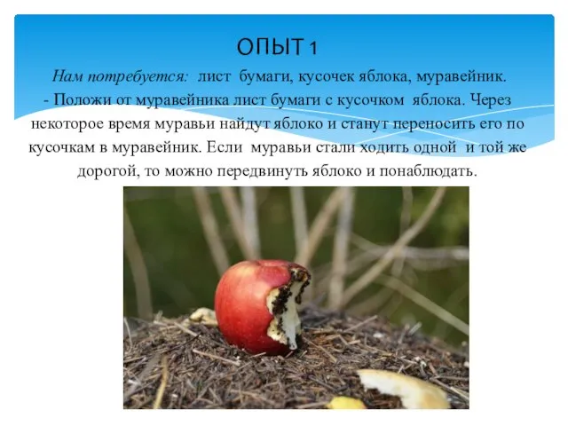 ОПЫТ 1 Нам потребуется: лист бумаги, кусочек яблока, муравейник. - Положи от