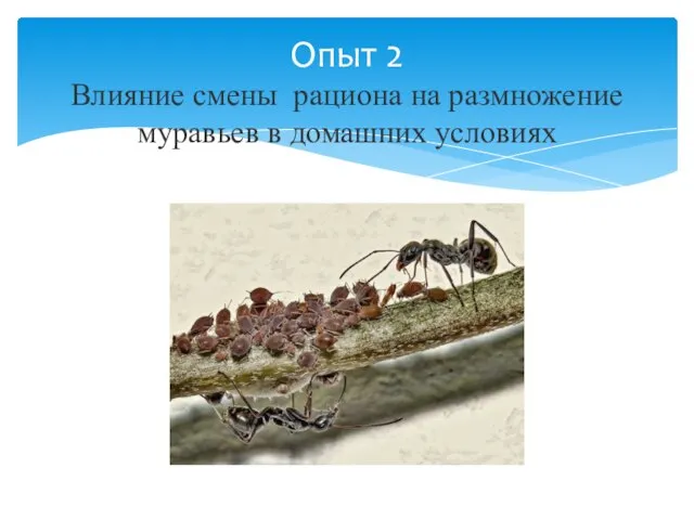 Опыт 2 Влияние смены рациона на размножение муравьев в домашних условиях