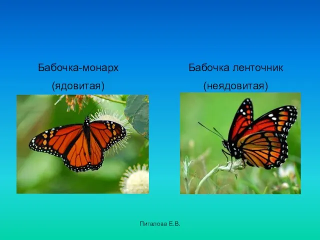 Пигалова Е.В. Бабочка-монарх (ядовитая) Бабочка ленточник (неядовитая)