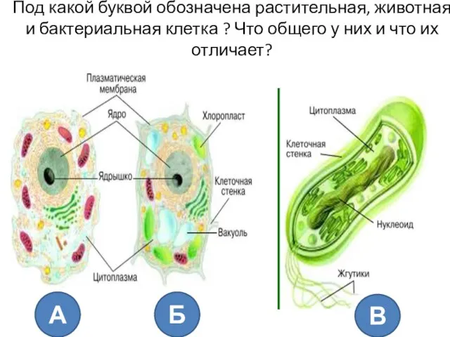 Под какой буквой обозначена растительная, животная и бактериальная клетка ? Что общего