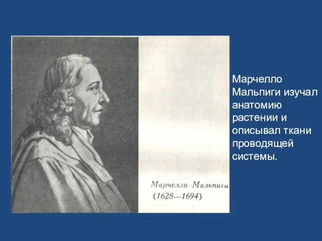 Марчелло Мальпиги изучал анатомию растении и описывал ткани проводящей системы.