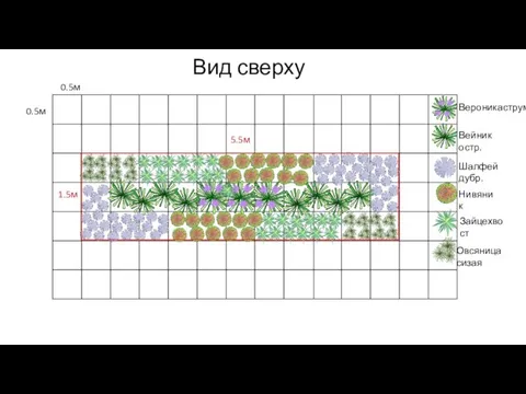 Вид сверху Вероникаструм Вейник остр. Шалфей дубр. Нивяник Зайцехвост Овсяница сизая 0.5м 0.5м 1.5м 5.5м