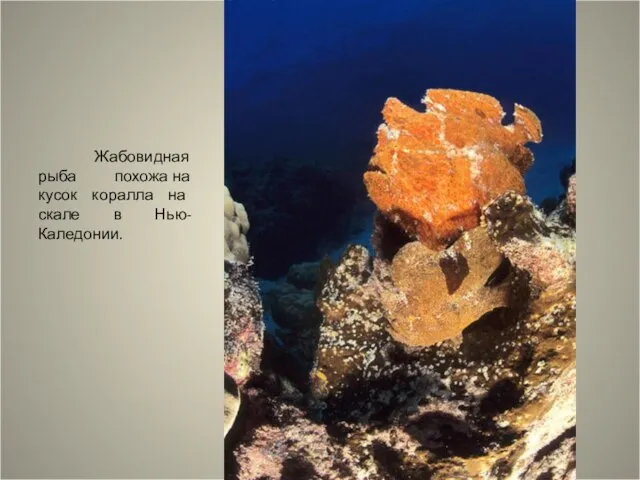 Жабовидная рыба похожа на кусок коралла на скале в Нью-Каледонии.