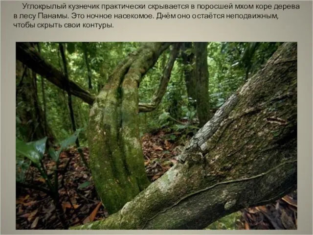 Углокрылый кузнечик практически скрывается в поросшей мхом коре дерева в лесу Панамы.