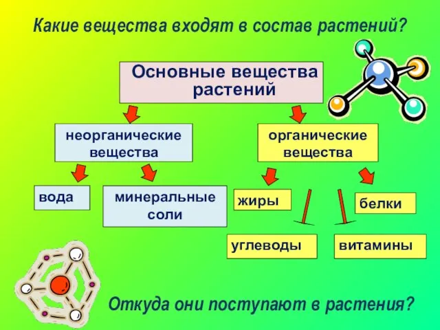 Основные вещества растений неорганические вещества вода минеральные соли органические вещества белки жиры