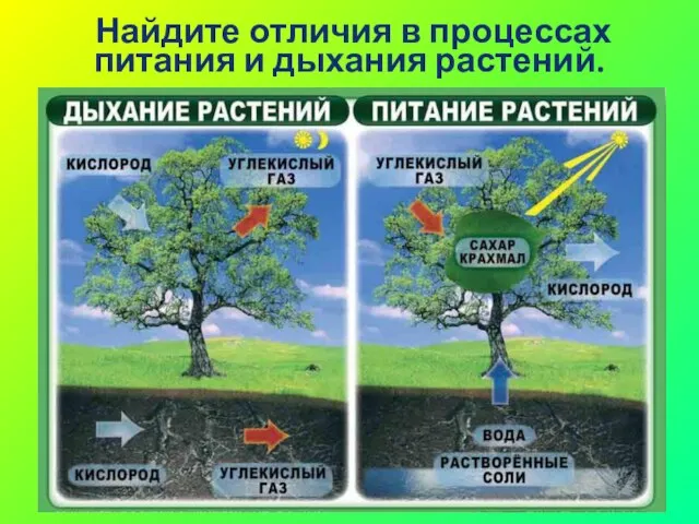 Найдите отличия в процессах питания и дыхания растений.