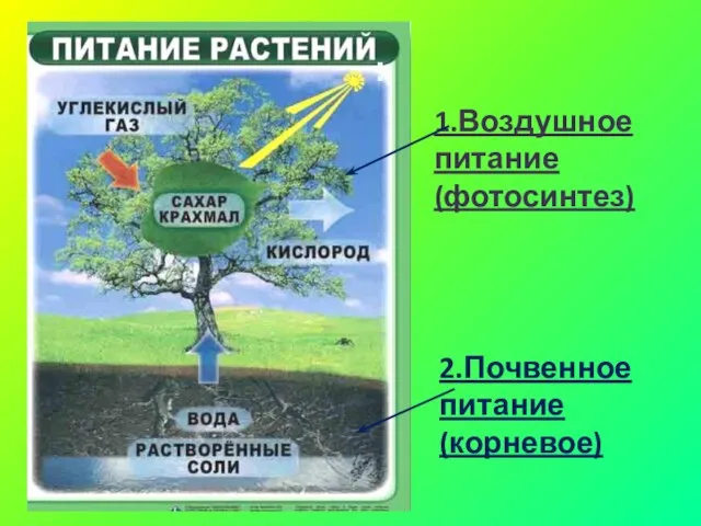 2.Почвенное питание (корневое) 1.Воздушное питание (фотосинтез) :