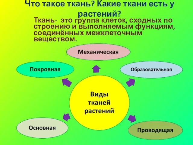 Ткань- это группа клеток, сходных по строению и выполняемым функциям, соединённых межклеточным