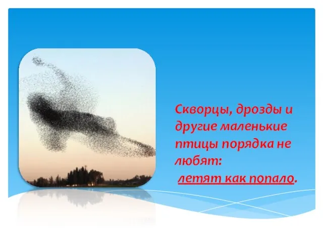 Скворцы, дрозды и другие маленькие птицы порядка не любят: летят как попало.