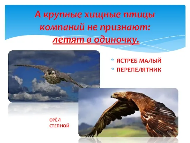 А крупные хищные птицы компаний не признают: летят в одиночку. ЯСТРЕБ МАЛЫЙ ПЕРЕПЕЛЯТНИК ОРЁЛ СТЕПНОЙ