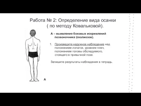 Работа № 2: Определение вида осанки ( по методу Ковальковой). А –