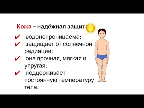 Кожа – надёжная защита. водонепроницаема; защищает от солнечной радиации; она прочная, мягкая