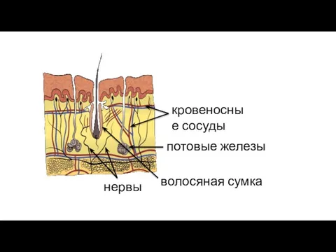кровеносные сосуды потовые железы нервы волосяная сумка