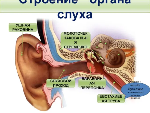 Строение органа слуха Тема. Строение и функции слухового анализатора. Гигиена слуха. УШНАЯ