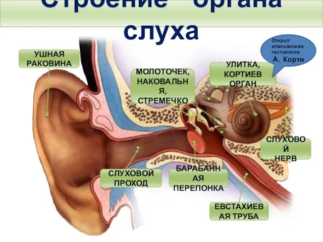 Строение органа слуха Тема. Строение и функции слухового анализатора. Гигиена слуха. УШНАЯ