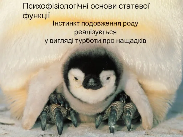 Психофізіологічні основи статевої функції Психофізіологічні основи статевої функції Інстинкт подовження роду реалізується