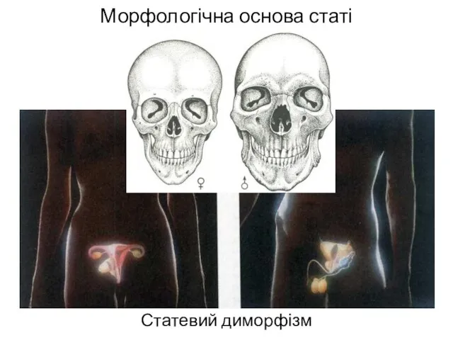 Морфологічна основа статі Статевий диморфізм