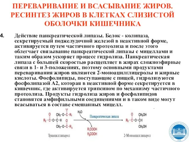 ПЕРЕВАРИВАНИЕ И ВСАСЫВАНИЕ ЖИРОВ. РЕСИНТЕЗ ЖИРОВ В КЛЕТКАХ СЛИЗИСТОЙ ОБОЛОЧКИ КИШЕЧНИКА Действие