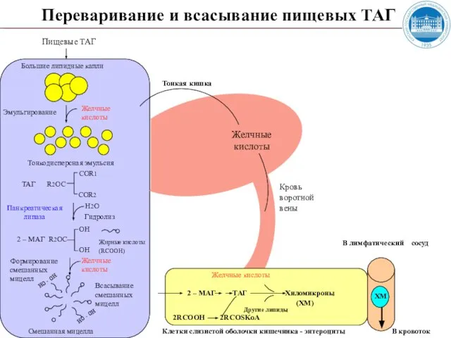 Переваривание и всасывание пищевых ТАГ Пищевые ТАГ Большие липидные капли Желчные кислоты