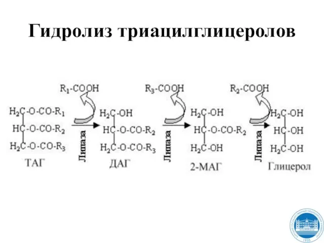 Гидролиз триацилглицеролов