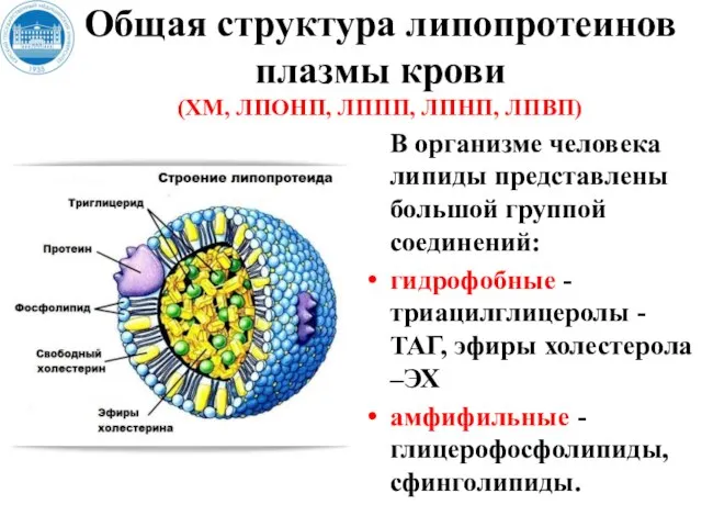 Общая структура липопротеинов плазмы крови (ХМ, ЛПОНП, ЛППП, ЛПНП, ЛПВП) В организме