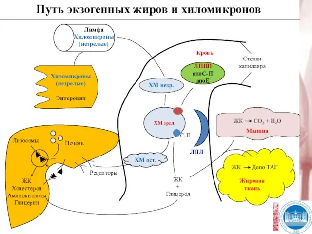 Путь экзогенных жиров и хиломикронов Рецепторы ХМ ост. ХМ незр. ЛПВП апоС-II