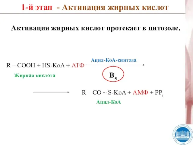 R – COOH + HS-KoA + АТФ 1-й этап - Активация жирных