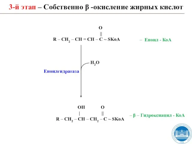 3-й этап – Собственно β -окисление жирных кислот Н2О ОН О |