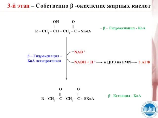 3-й этап – Собственно β -окисление жирных кислот β – Гидроксиацил –