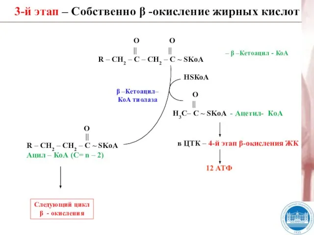 3-й этап – Собственно β -окисление жирных кислот β –Кетоацил– КоА тиолаза