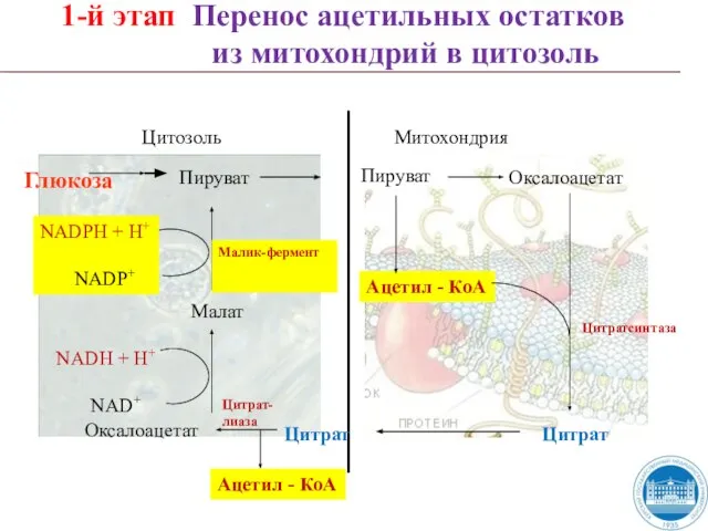 NADH + H+ NAD+ 1-й этап Перенос ацетильных остатков из митохондрий в