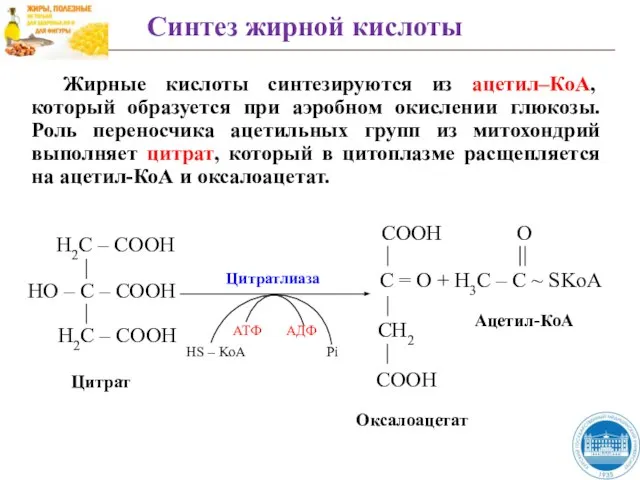 Жирные кислоты синтезируются из ацетил–КоА, который образуется при аэробном окислении глюкозы. Роль