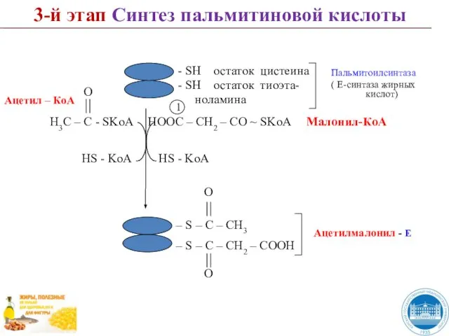 3-й этап Синтез пальмитиновой кислоты 1 HS - KoA HOOC – CH2