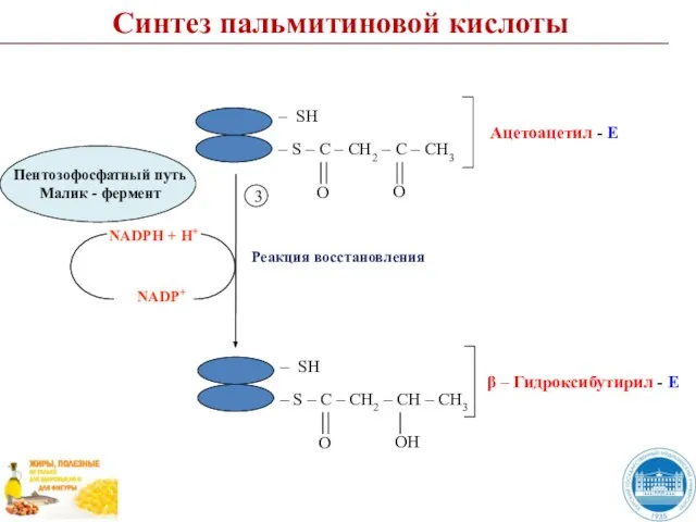 Синтез пальмитиновой кислоты Реакция восстановления NADPH + H+ NADP+ 3
