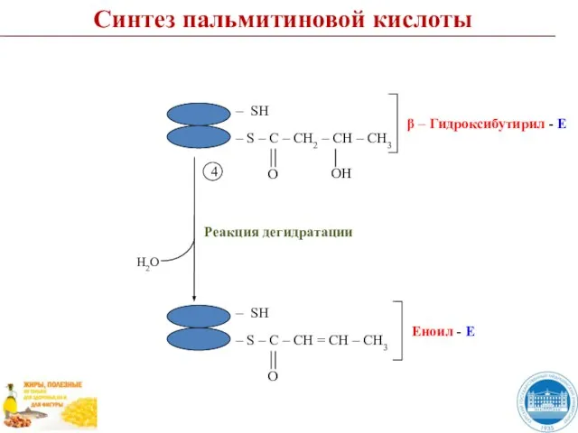 Синтез пальмитиновой кислоты H2O Реакция дегидратации 4