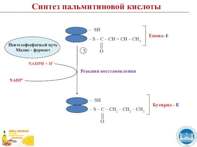 Синтез пальмитиновой кислоты Реакция восстановления 5 NADP+ NADPH + H+